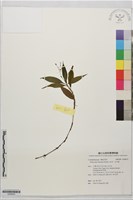 小杜若、石竹葉藏品圖，第1張