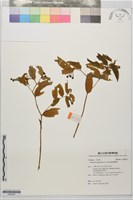 南投寶鐸花藏品圖，第1張