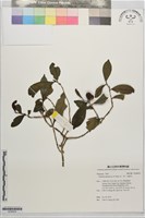 茶、茗、烏龍茶藏品圖，第1張