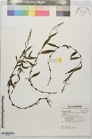 細葉蓼藏品圖，第1張