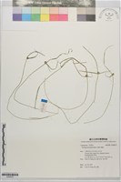 短葉水蜈蚣藏品圖，第1張