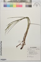牛筋草藏品圖，第1張