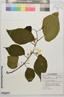 華八角楓藏品圖，第1張
