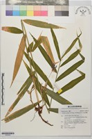 狹葉薑藏品圖，第1張