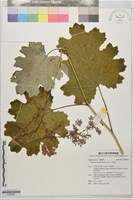 博落迴藏品圖，第1張