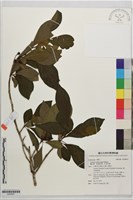 鐵釘樹、脈葉釣樟、紅果釣樟藏品圖，第1張