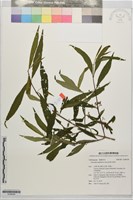 巒大紫珠藏品圖，第1張