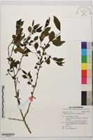 畢祿山鼠李藏品圖，第1張