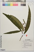 百兩金藏品圖，第1張
