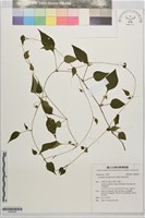 蔓茄藏品圖，第1張