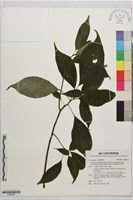 臺灣青莢葉藏品圖，第1張