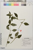 風輪菜藏品圖，第1張