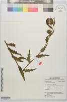 鱗毛薊藏品圖，第1張