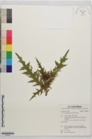 細川氏薊藏品圖，第1張