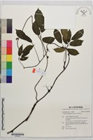 紫花野木瓜藏品圖，第1張