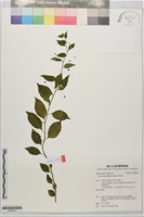 排香草藏品圖，第1張