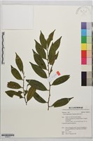 蓮花池柃木藏品圖，第1張