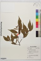 巒大越橘藏品圖，第1張