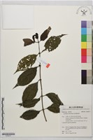 琉球雞屎樹藏品圖，第1張