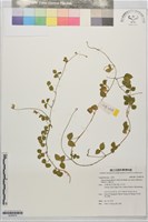 小葉豇豆藏品圖，第1張