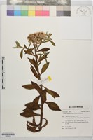翼莖闊苞菊藏品圖，第1張