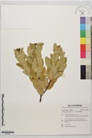 南嶺蕘花藏品圖，第1張