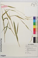 野黍藏品圖，第1張