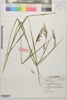 毛果珍珠茅藏品圖，第1張