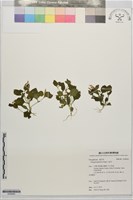 小扁豆藏品圖，第1張
