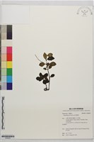 紅莖椒草藏品圖，第1張