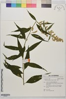 珍珠蒿、奇蒿藏品圖，第1張