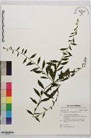 秋分草藏品圖，第1張