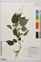 臺灣露珠草藏品圖，第1張