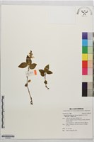 二囊齒唇蘭、雙囊齒唇蘭藏品圖，第1張