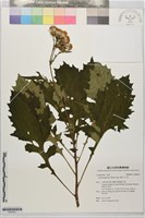 黃花三七草藏品圖，第1張