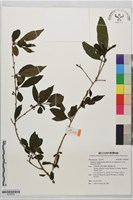塔山鼠李藏品圖，第1張