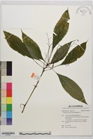 棣慕華鳳仙花藏品圖，第1張
