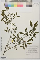 黃氏衛矛藏品圖，第1張