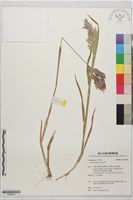 絨毛草藏品圖，第1張