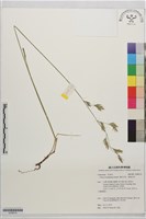 葦狀羊茅、葦葉羊茅藏品圖，第1張