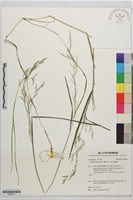翦股穎、華北剪股穎藏品圖，第1張