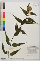 塔山澤蘭藏品圖，第1張