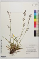 紅鞘薹、蕨狀苔草藏品圖，第1張