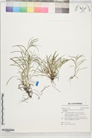 細葉鼠麴草藏品圖，第1張