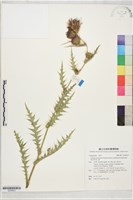 紫花阿里山薊藏品圖，第1張