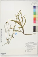 森氏山柳菊藏品圖，第1張