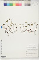尼泊爾蓼、野蕎麥藏品圖，第1張