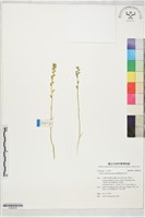 臺灣粉條兒菜藏品圖，第1張