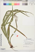 紅鞘薹、蕨狀苔草藏品圖，第1張