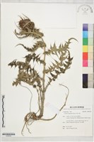 阿里山薊藏品圖，第1張